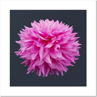 Cutout Floral Photo Pink Pom Pom Flower Posters and Art